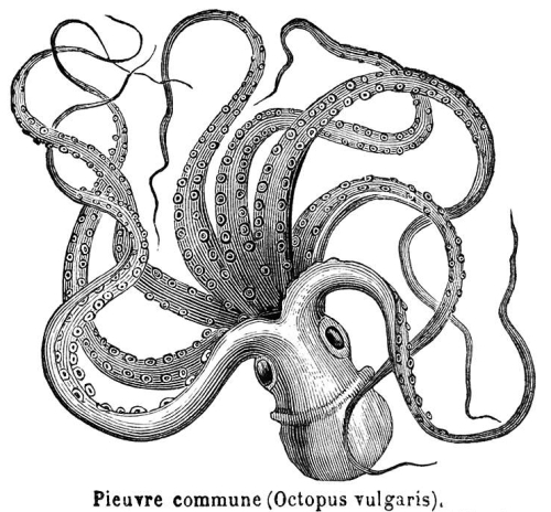 Pieuvre commune (Octopus vulgaris)