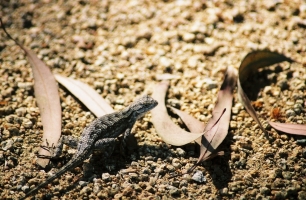 Lizard leaves