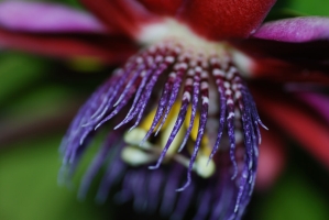 Passion flower